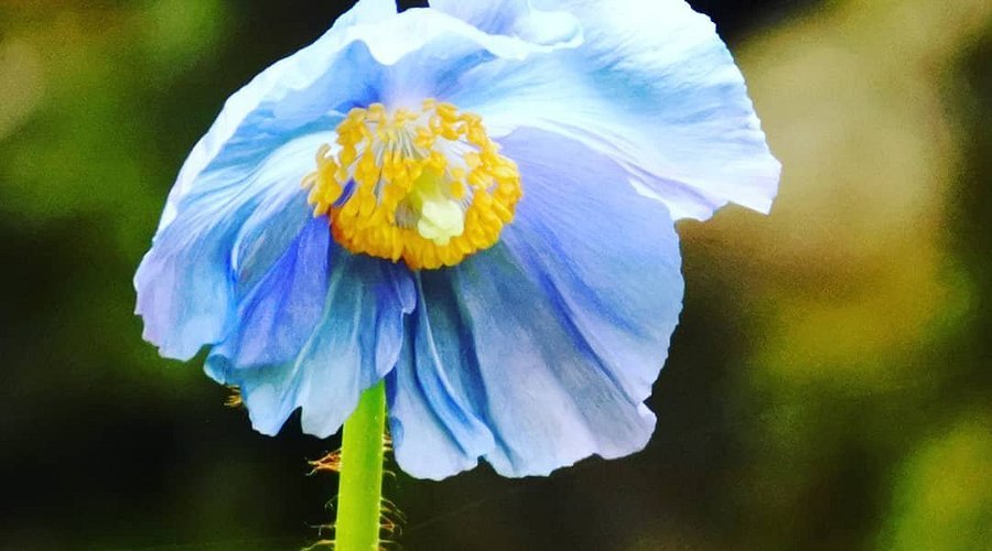 🏞️ 카자아나 - 카미하야시 삼림 공원 (카자아나 - 카미하야시 포레스트 파크) 이미지 4